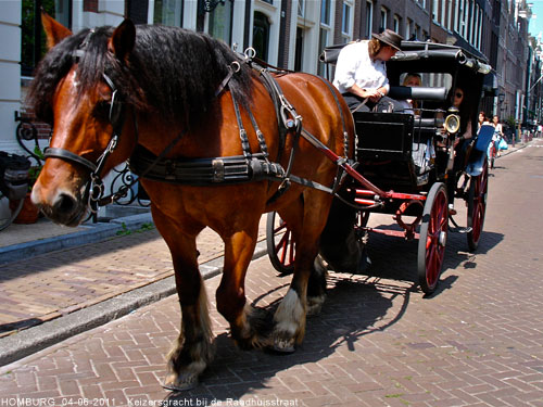 Paardentaxi